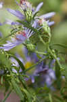 Willowleaf aster